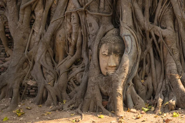 Ayutthaya Buddha Head Statue Trapped Bodhi Tree Roots Wat Maha — Stock Photo, Image