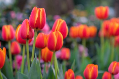 Güzel buket arka plan, Lale ile kırmızı lale