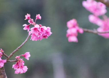 Güzel kiraz çiçeği sakura ilkbahar zamanı mavi gökyüzünde.