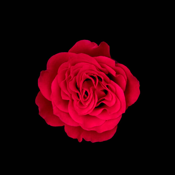 Dark red roses background, Red rose isolated on black background, Greeting card with a luxury roses, Image dark tone