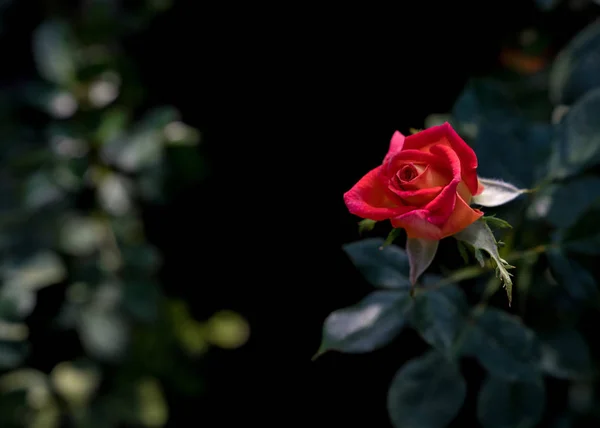 Rosa Vermelha Buquê Rosas Vermelhas Com Espaço Livre Para Texto — Fotografia de Stock