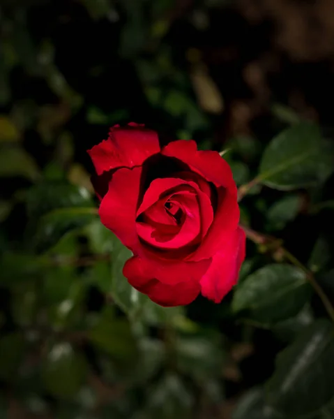 Rosa Vermelha Buquê Rosas Vermelhas Com Espaço Livre Para Texto — Fotografia de Stock