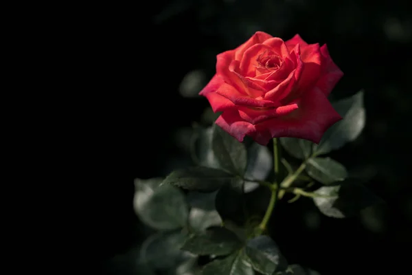 Rosa Vermelha Buquê Rosas Vermelhas Com Espaço Livre Para Texto — Fotografia de Stock