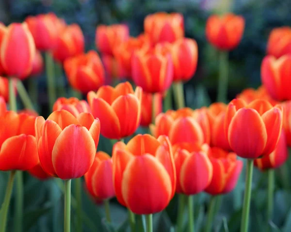 Gyönyörű Csokor Háttérrel Tulipán Piros Tulipán Stock Kép