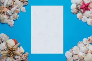 Renkli Seashell Sahne Conch Kompozisyon Düz Lay