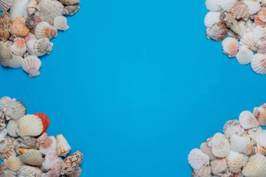 Egzotik Deniz Kabuğu Dekoratif Kompozisyon Düz Lay