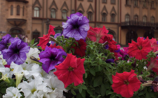 г. Саратов, проспект Кирова, рядом с Консерваторией
