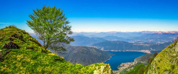 Yalnız Ağaç Lugano Şehir Üzerinde Sviçre Alpleri Görünümüne Monte Lema — Stok fotoğraf