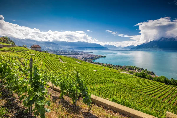 Panoramatický Výhled Město Montreux Švýcarské Alpy Ženevské Jezero Vinice Lavaux — Stock fotografie