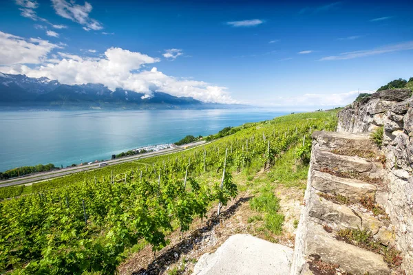 Panoramautsikt Över Villeneuve Stad Med Schweiziska Alperna Genèvesjön Och Vingård — Stockfoto