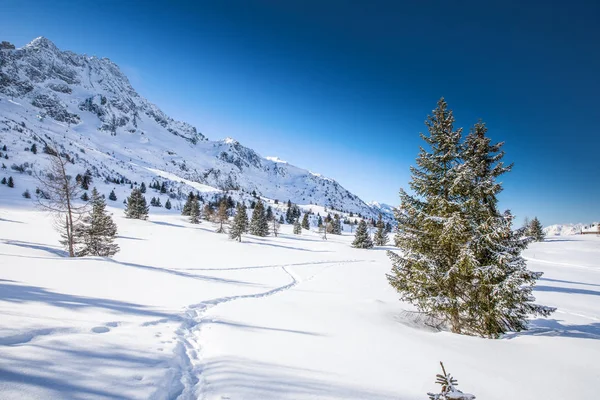 Impresionante Amanecer Invierno Sobre Adamello Montañas Presanella Ciudad Tonale Alpes —  Fotos de Stock