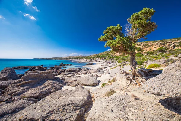 Azure とクレタ島の Elafonissi ビーチの近くの Kedrodasos のビーチは澄んだ水 ギリシャ ヨーロッパです クレタ島は ギリシャの島々 — ストック写真