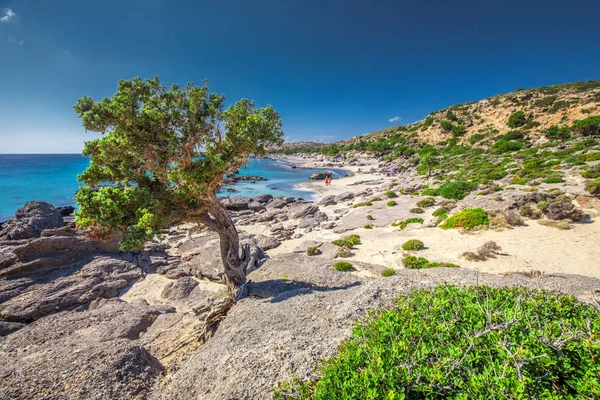 Kedrodasos Strand Buurt Van Elafonissi Strand Het Eiland Kreta Met — Stockfoto