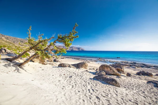 Kedrodasos Plaj Elafonissi Beach Azure Ile Crete Adada Yakınındaki Temiz — Stok fotoğraf