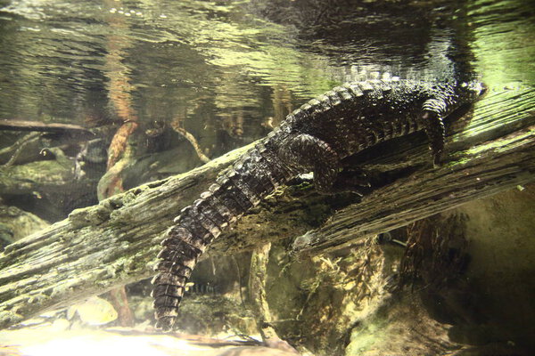 Wildlife Crocodile resting on tree breathing in aquarium