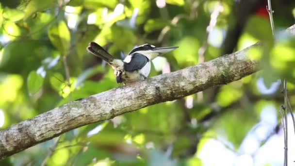 Sombere Ijsvogel Todiramphus Funebris Eiland Halmahera Indonesia — Stockvideo