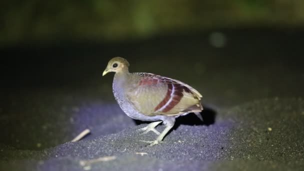 Aves Matorral Molucas Eulipoa Wallacei Megapodius Wallacei Isla Halmahera Indonesia — Vídeo de stock