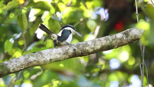 Ponuré Kingfisher Todiramphus Funebris Ostrově Halmahera Indonésie — Stock video