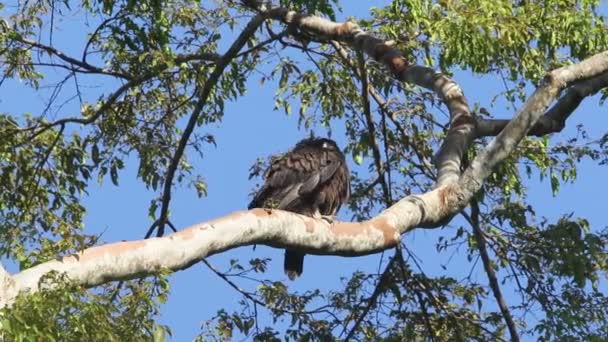 Gurney Eagle Aquila Gurneyi Halmahera Island Indonesien — Stockvideo