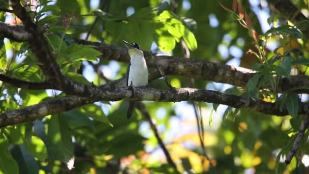 Ponuré Kingfisher Todiramphus Funebris Ostrově Halmahera Indonésie — Stock video