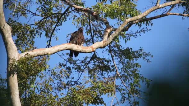 Gurney Του Αετός Aquila Gurneyi Στο Νησί Halmahera Ινδονησια — Αρχείο Βίντεο