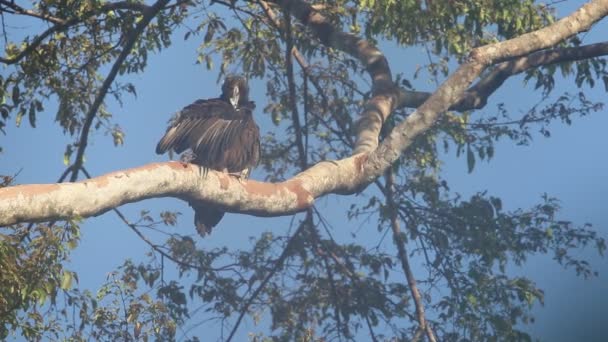 Gurney Eagle Aquila Gurneyi Halmahera Island Indonesia — Stock Video