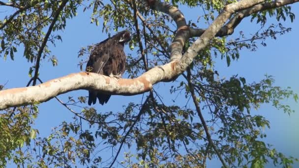 インドネシア ハルマヘラ島のガーニーの鷲 アクイラ Gurneyi — ストック動画