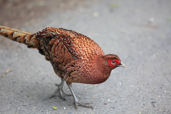 Faisán Cobre Syrmaticus Soemmerringii Scintillans Macho Japón — Foto de Stock