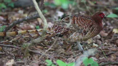 Japonya'da sülün (Syrmaticus soemmerringii scintillans) erkek bakır