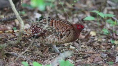 Japonya'da sülün (Syrmaticus soemmerringii scintillans) erkek bakır