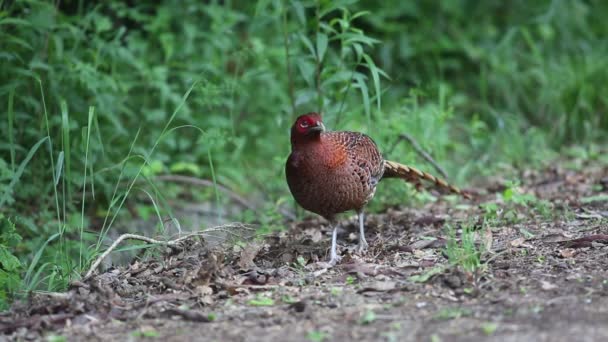 Copper Pheasant Syrmaticus Soemmerringii Scintillans Male Japan — Stock Video