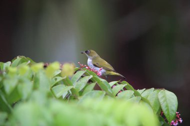 Halmahera Adası, Endonezya krem gerdanlı White-eye (Zosterops atriceps)