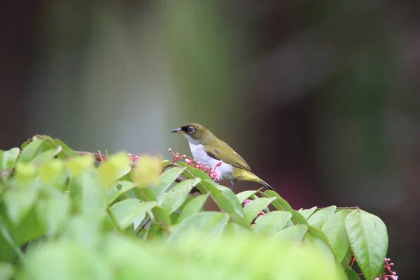 Cream Throated White Eye Zosterops Atriceps Halmahera Island Indonesia — Stock Photo, Image