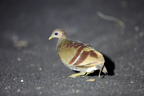 Megapodius Sundajskich Eulipoa Wallacei Lub Megapodius Wallacei Wyspie Halmahera Indonezja — Zdjęcie stockowe