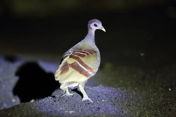 Halmahera 인도네시아에서 Moluccan Eulipoa Wallacei Megapodius Wallacei — 스톡 사진