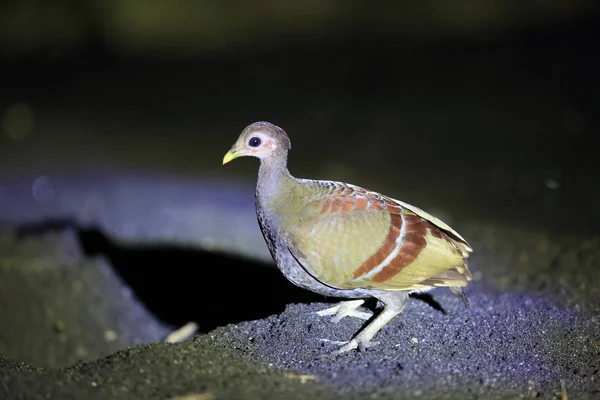 Megapodius Sundajskich Eulipoa Wallacei Lub Megapodius Wallacei Wyspie Halmahera Indonezja — Zdjęcie stockowe