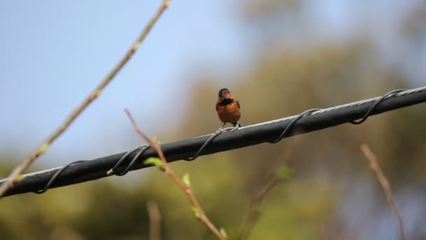 Mésange Variée Parus Varius Owstoni Dans Île Miyake Japon — Video