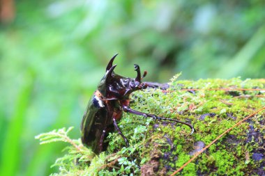 Caucasus böceği (Chalcosoma chiron) Sulawesi Adası, Endonezya