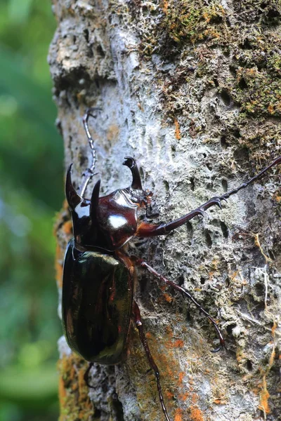 Escarabajo Del Cáucaso Chalcosoma Chiron Isla Sulawesi Indonesia — Foto de Stock