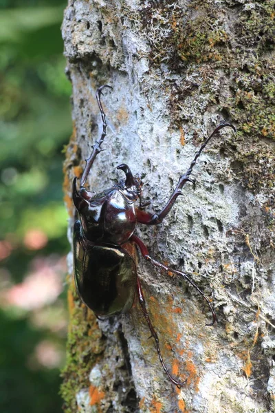 Besouro Cáucaso Chalcosoma Chiron Sulawesi Island Indonésia — Fotografia de Stock