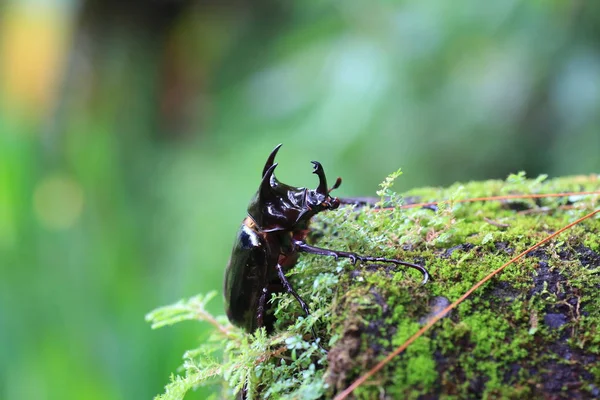 Caucasus Beetle Chalcosoma Chiron Sulawesi Island Indonesia — Stock Photo, Image