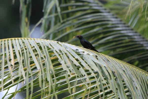 インドネシアのハルマヘラ島に Moluccan スターリング Aplonis Mysolensis — ストック写真
