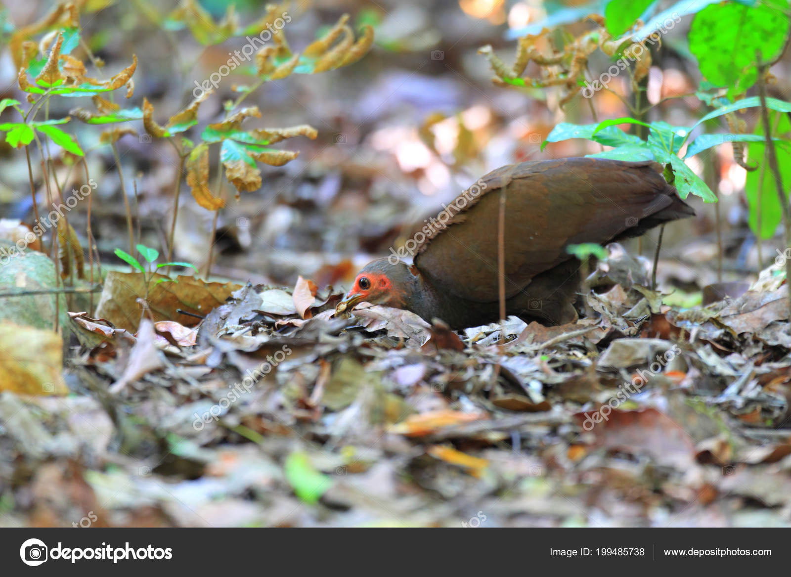 Philippine Scrubfowl Megapodius Cumingii Palawan Island Philippine ⬇