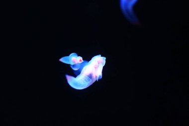 Çıplak deniz kelebek ya da deniz melek ya da Japonya'da yaygın clione (Clione Antarktika)