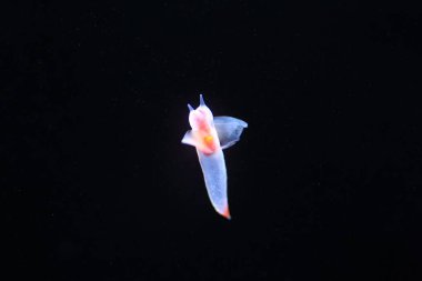 Çıplak deniz kelebek ya da deniz melek ya da Japonya'da yaygın clione (Clione Antarktika)