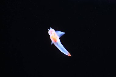 Çıplak deniz kelebek ya da deniz melek ya da Japonya'da yaygın clione (Clione Antarktika)