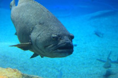 Longtooth orfoz (Epinephelus bruneus) Japonya'da