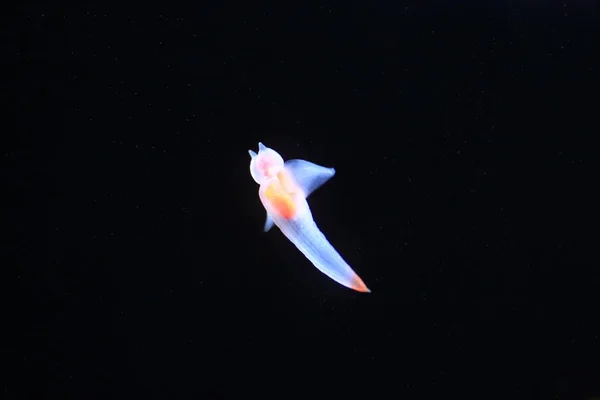 Mariposa Mar Desnuda Ángel Del Mar Clione Común Clione Antarctica —  Fotos de Stock