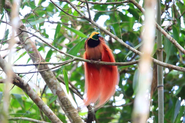 Raggiana Oiseau Paradis Paradisaea Raggiana Dans Parc National Varirata Papouasie — Photo