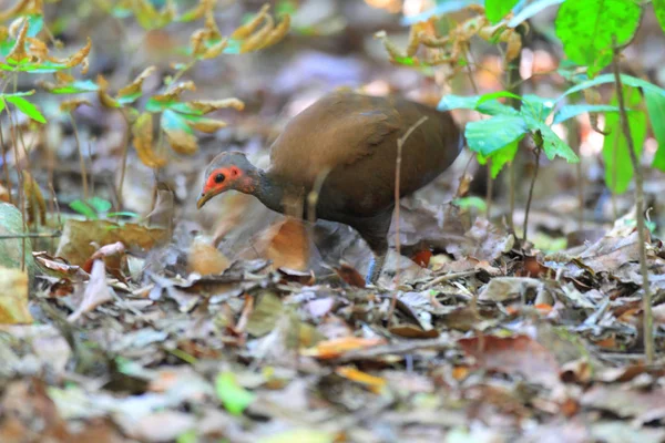 Megapodius Filipińskie Megapodius Cejlońska Wyspie Palawan Filipińskie — Zdjęcie stockowe